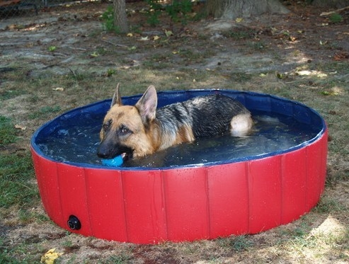 Opblaasbare Ton van het het Huisdierenbad van pvc de Draagbare, Hond het Baden Ton